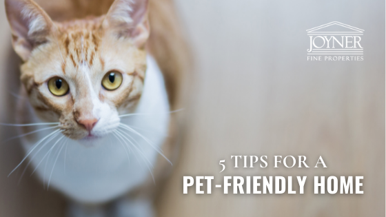 Pet Friendly Home